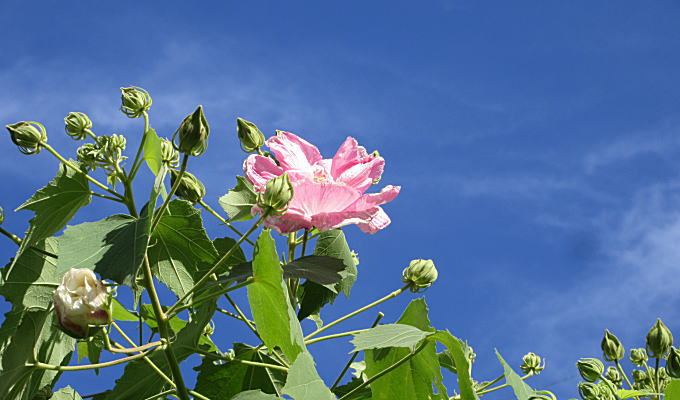 初秋の青空に映える芙蓉の花の写真です。