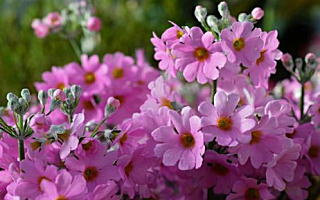 オトメコザクラ 1月4日の誕生花「オトメコザクラ」の写真です。花言葉は初恋です。