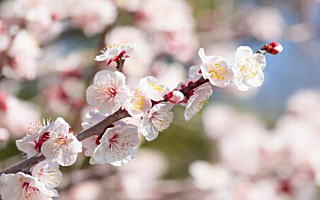 ウメ 1月5日の誕生花「ウメ」の写真です。花言葉は澄んだ心です。