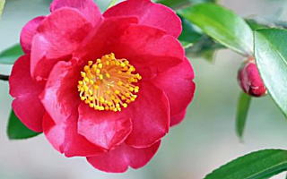 カンツバキ 1月9日誕生花「カンツバキ」の写真です。花言葉は紅一点です。
