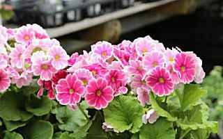 トキワコザクラ 1月10日誕生花「トキワコザクラ」の写真です。花言葉は神秘な心です。