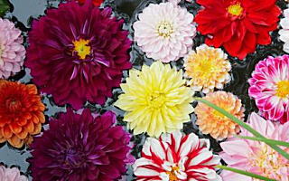 ダリア 10月11日の誕生花「ダリア」の写真です。花言葉は栄華です。