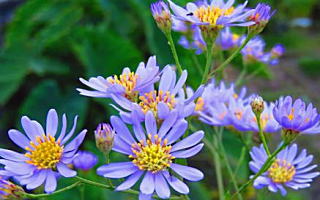 シオン 10月15日の誕生花「シオン」の写真です。花言葉は追憶です。