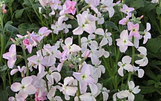 ストック 1月20日誕生花「ストック」の写真です。花言葉は不変の愛です。