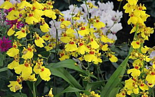 オンシジウム 1月21日誕生花「オンシジウム」の写真です。花言葉は可憐です。