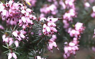 エリカ 1月24日誕生花「エリカ」の写真です。花言葉は幸運です。