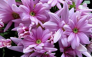 フウキギク 1月25日誕生花「フウキギク」の写真です。花言葉は常に輝かしくです。