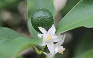 キンカン 1月27日誕生花「キンカン」の写真です。花言葉は思い出です。