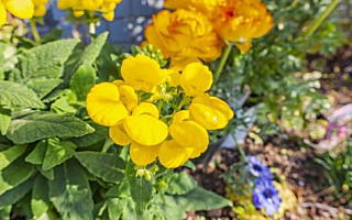 カルセオラリア 1月30日誕生花「カルセオラリア」の写真です。花言葉は助け合いです。