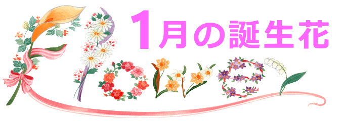 1月生まれの誕生花と花言葉 1月生まれの誕生花と花言葉