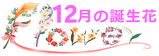12月生まれの誕生花と花言葉