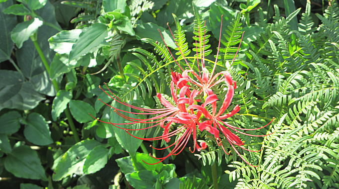 彼岸花（曼殊沙華・幽霊花）の写真です。