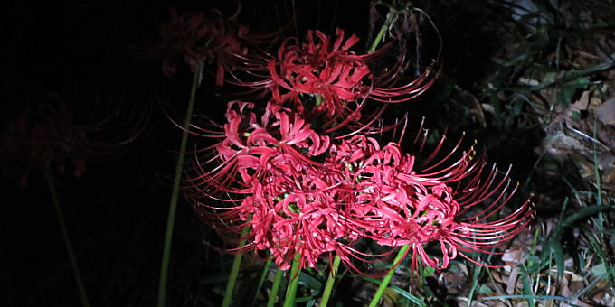 夜に咲く彼岸花の写真です。