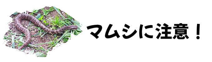 マムシに注意