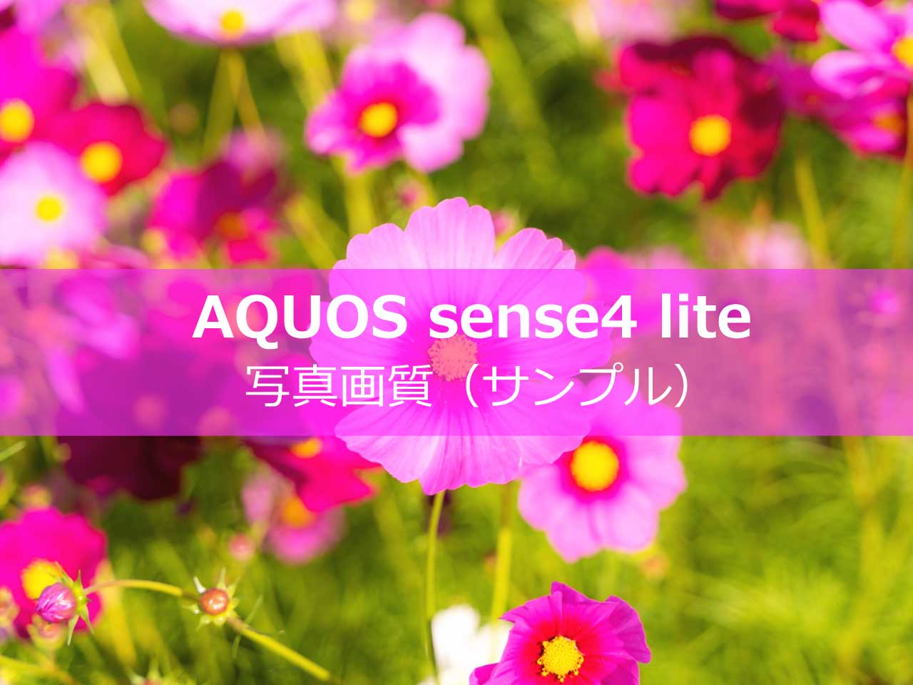 AQUOS sense4 liteで撮影した写真