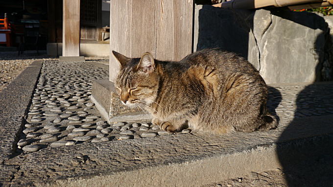 龍泉寺のネコたち