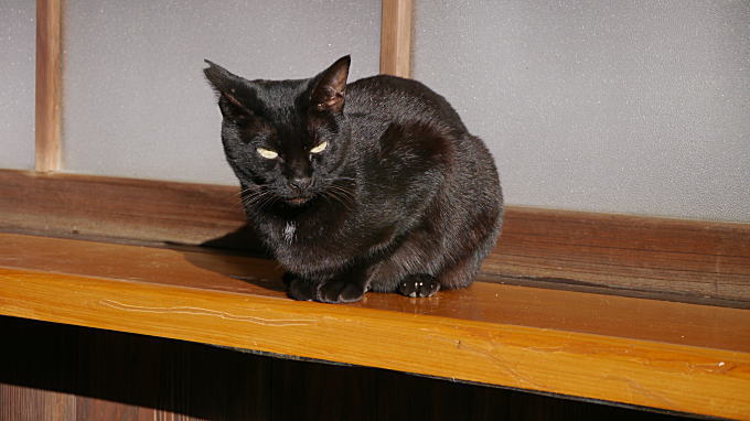 龍泉寺の黒猫