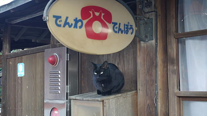 龍泉寺の黒猫