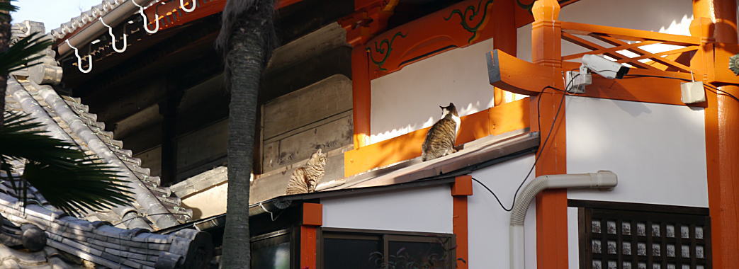 龍泉寺の本堂屋根でくつろぐ猫