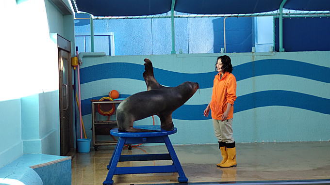 竹島水族館のアシカショー