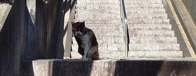 岩崎御嶽社の三毛猫さん