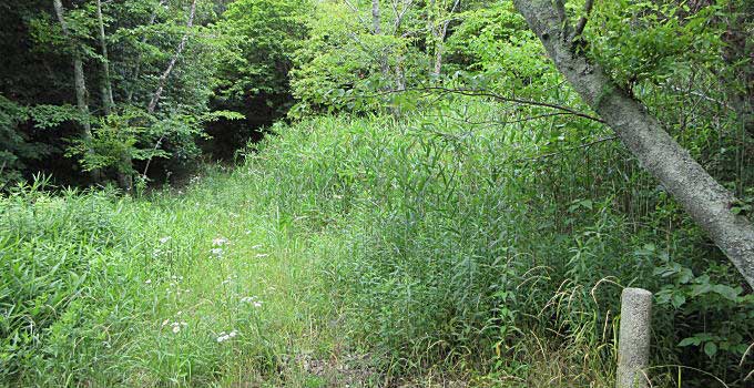 箱根権現に続く道