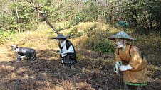 御田植