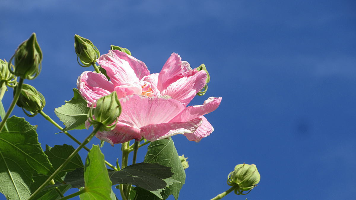 芙蓉の花